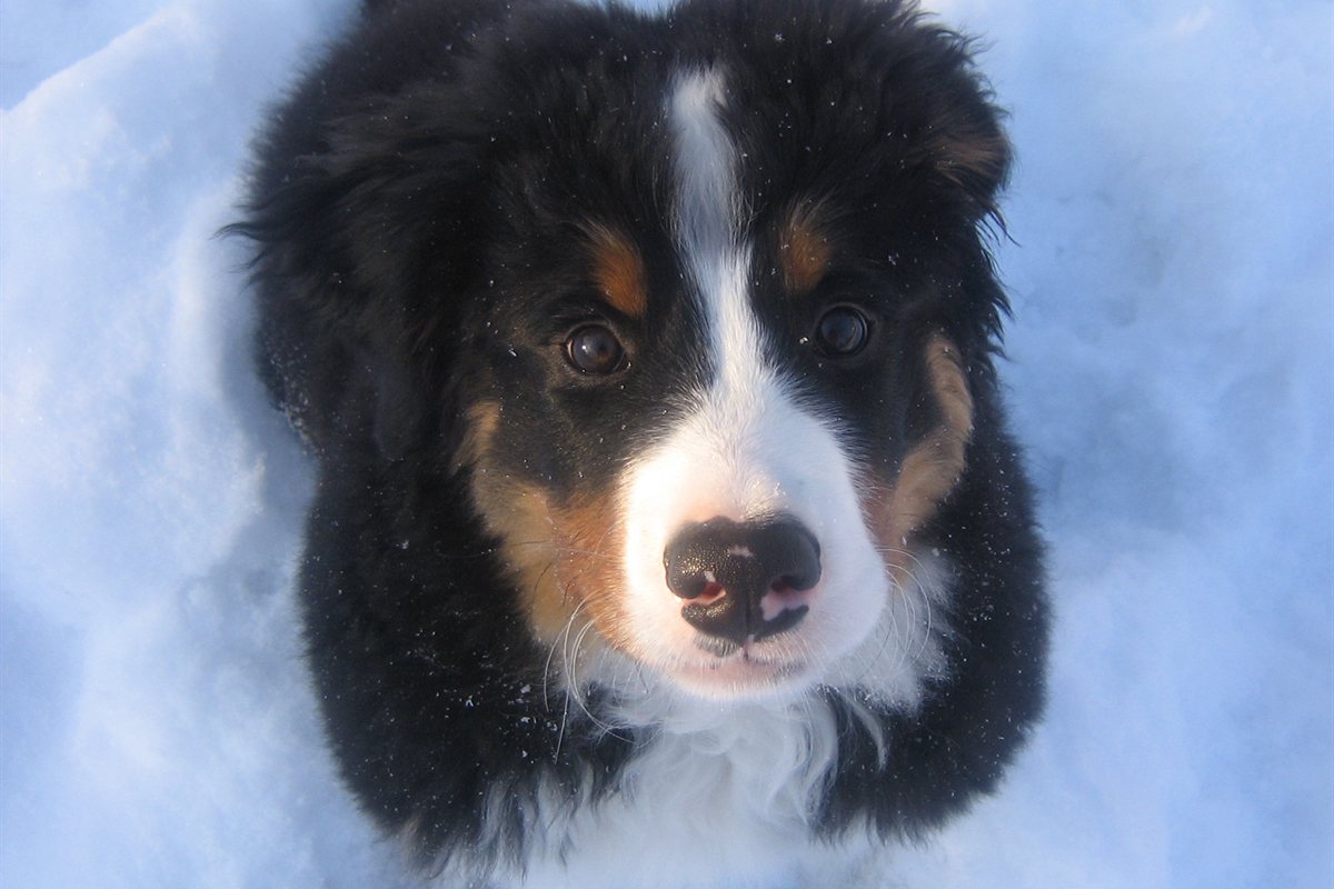 Chiot bouvier bernois de treize semaines dans la neige
