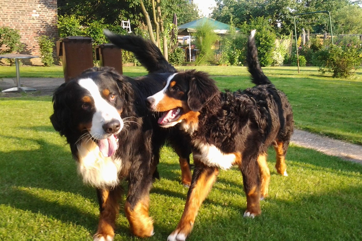 Deux bouviers bernois qui jouent ensemble dans le jardin